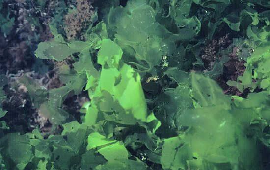  Ulva rigida (Sea Lettuce)